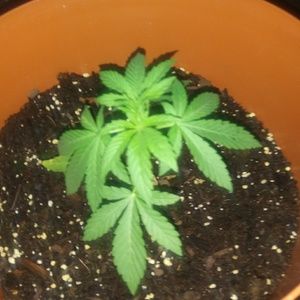 Meet your Posher, Christopher